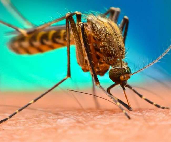 क्या आप जानते हैं 5 तरह का होता है मलेरिया बुखार?