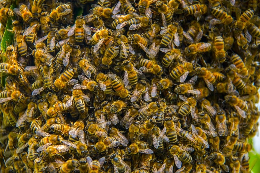 हवन के धुएं से भड़क गई मधुमक्खियाँ, हमले से 26 घायल व 6 की हालत गंभीर